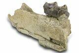 Fossil Titanothere (Megacerops) Jaw Section - South Dakota #300018-2
